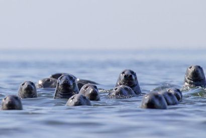 Seal watching. Nature tour in Estonia