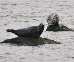 Baltic sea grey seals.