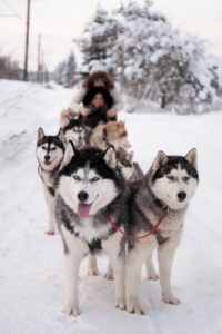 Sled Ride