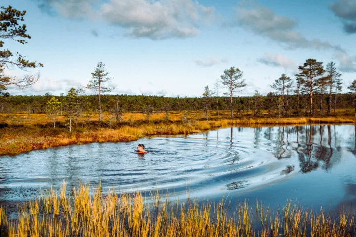 Bog pool in Estonia surrounded by wetlands and sparse pine trees