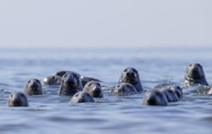 One of a kind nature tour in Estonia. Hey seals!