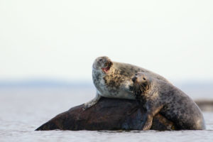 We Travel the World. Huge grey seals in the Baltic sea.