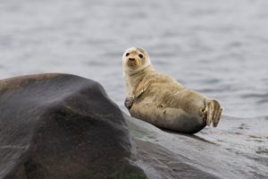 Alar Saat. The seal is very curious about the people who are visiting.