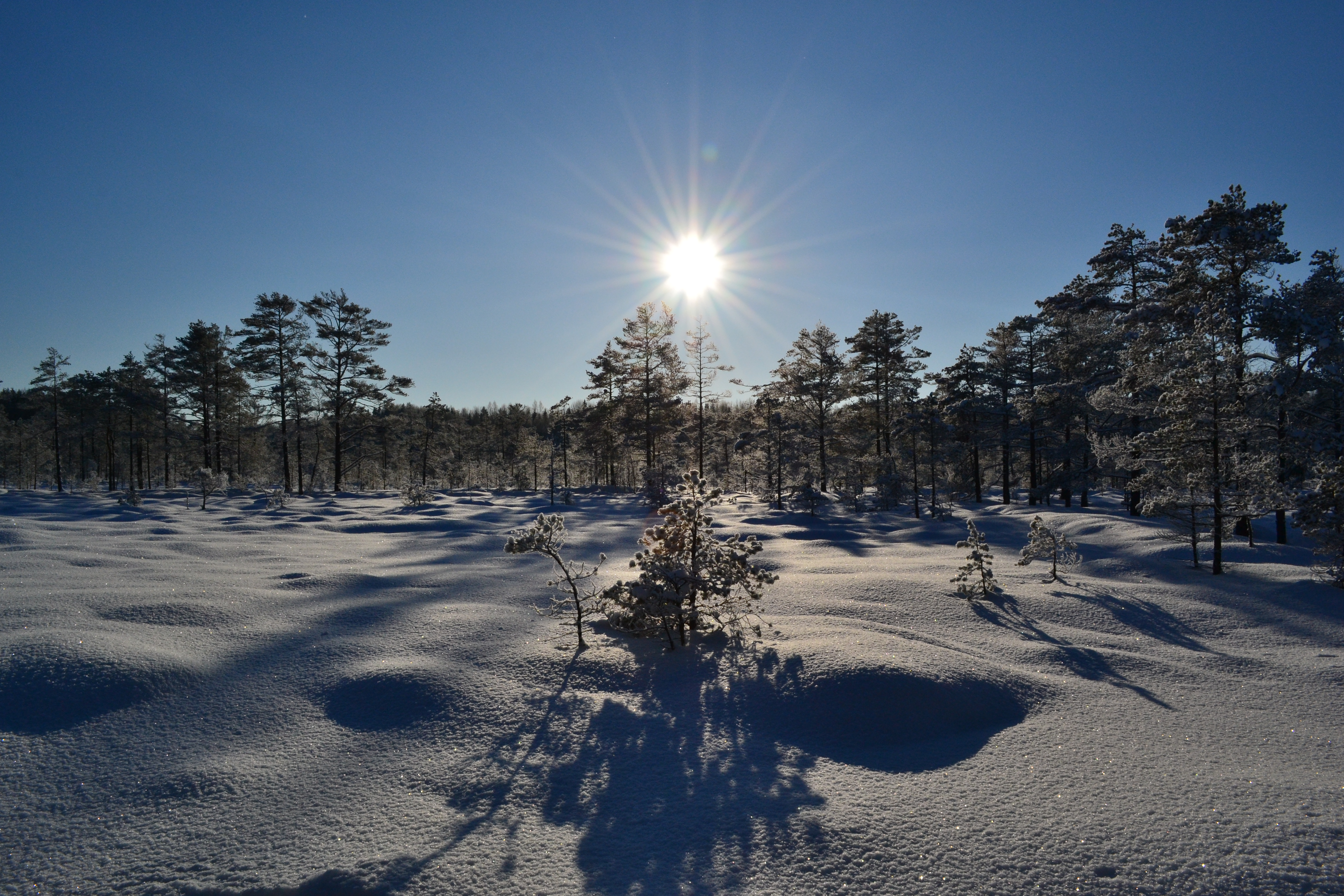 Estonian bogs look wonderful all-year-round 2