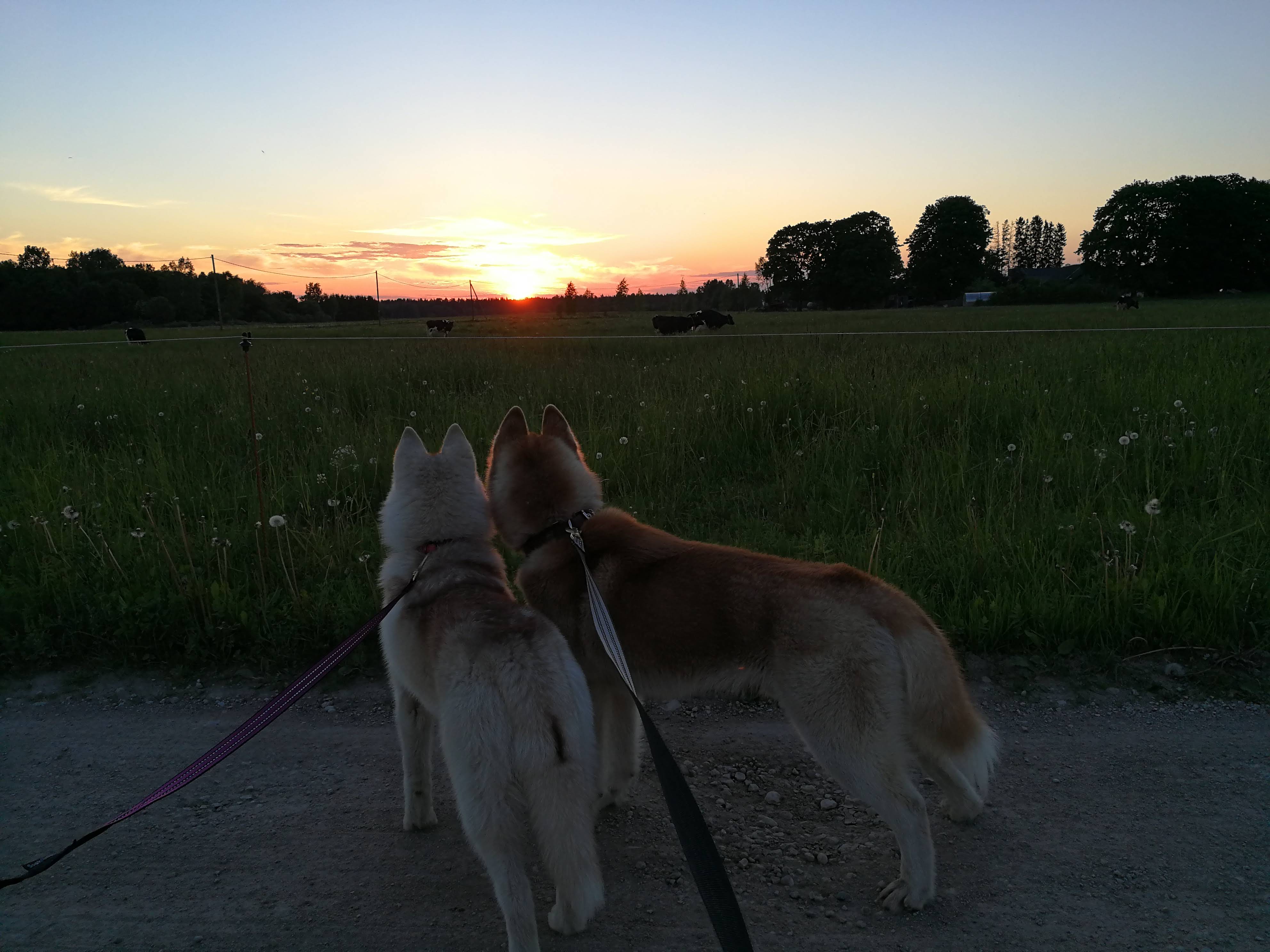 prangli travel husky