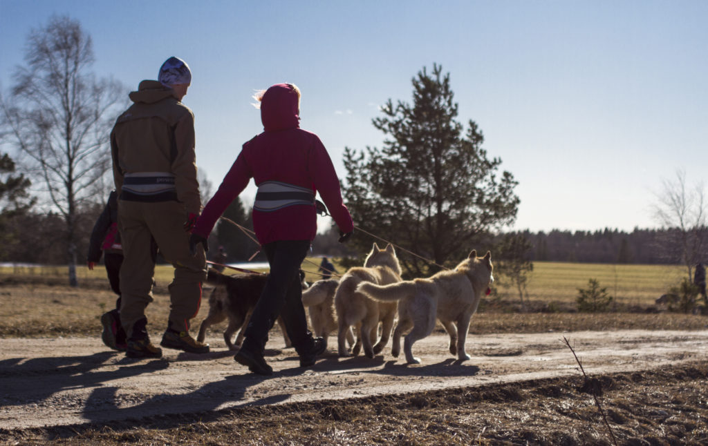 ©Paasiku Dogs Manor. Cani-cross hike with the huskies