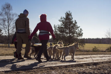 ©Paasiku Dogs Manor. Cani-cross hike with the huskies