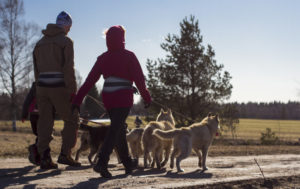 ©Paasiku Dogs Manor. Cani-cross hike with the huskies