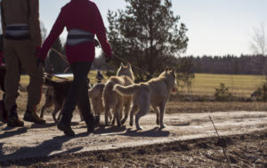 ©Paasiku Dogs Manor. Cani-cross hike with the huskies