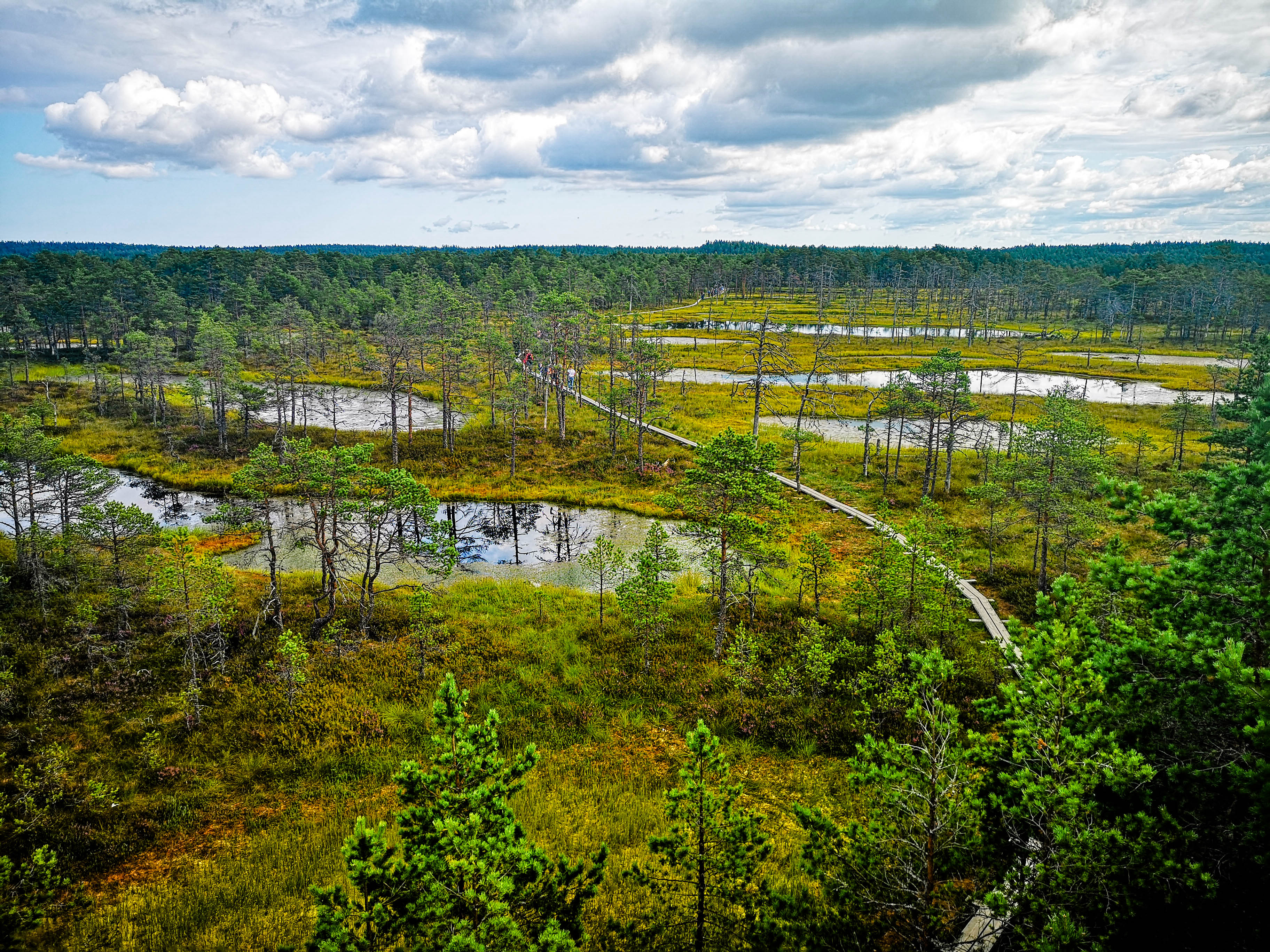 ©J. Leppmets - Visit Estonian bogs! Viru bog