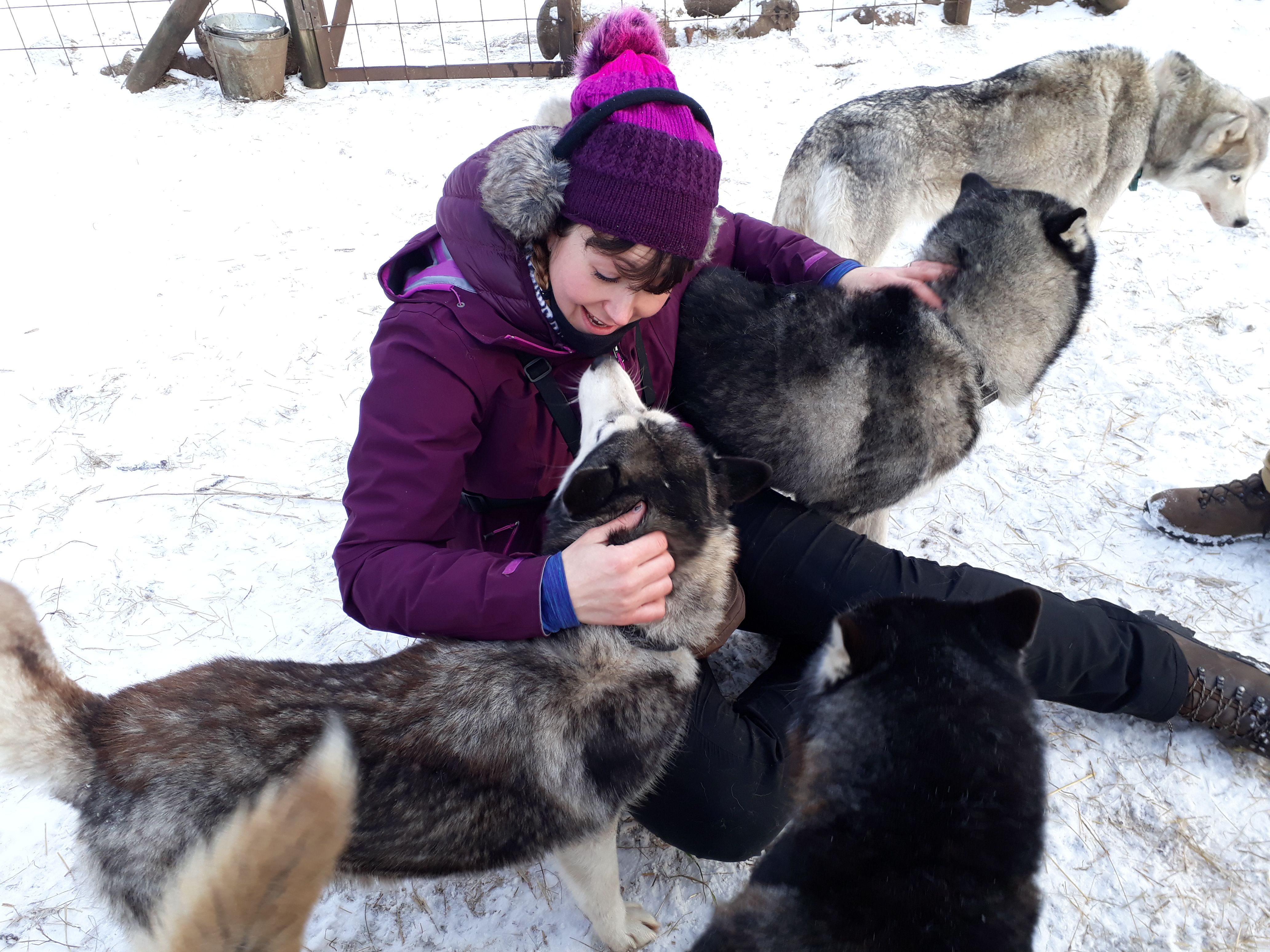 Huskyd armastavad kõiki Huskyd armastavad kõiki
