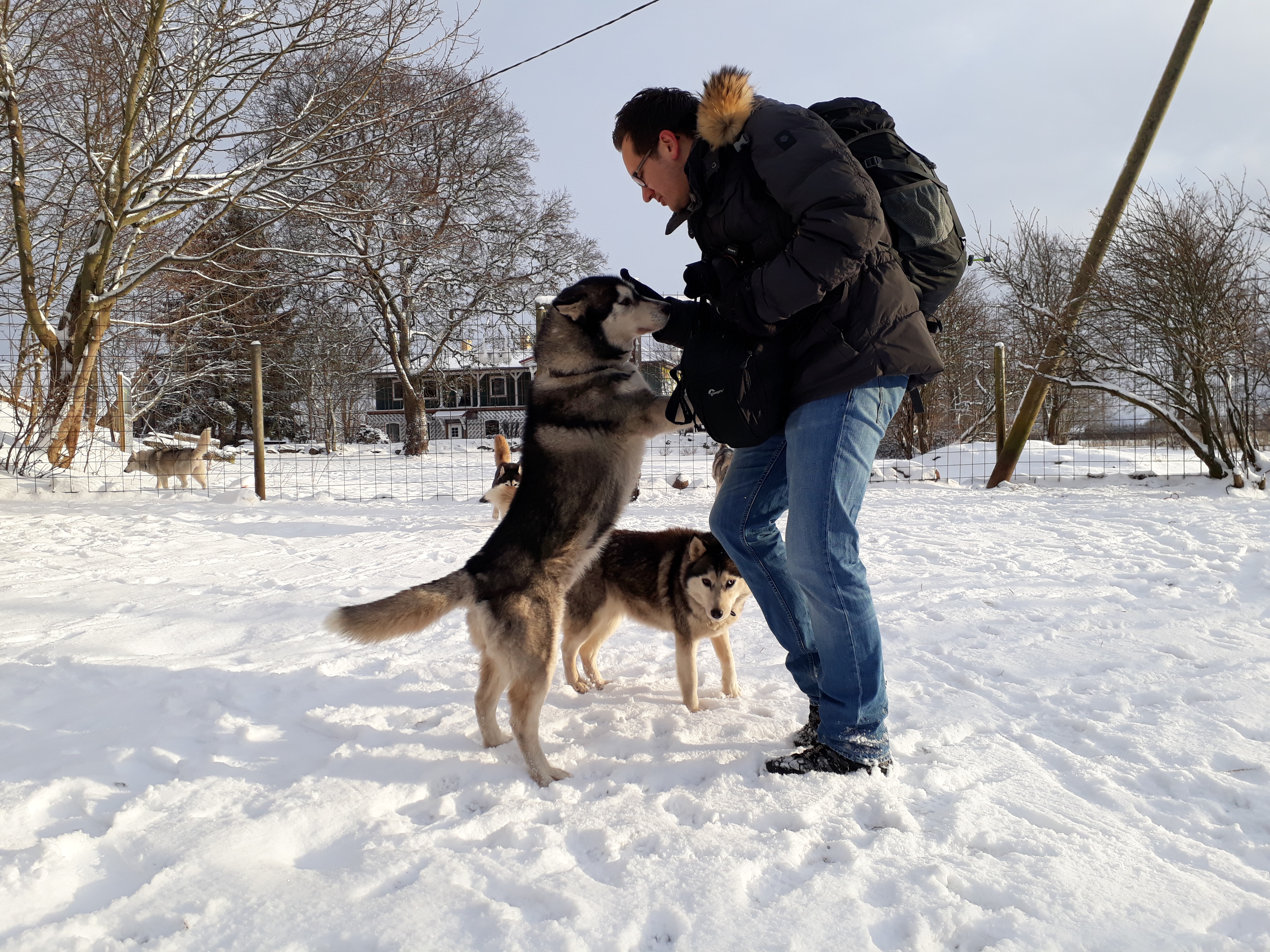 prangli travel husky