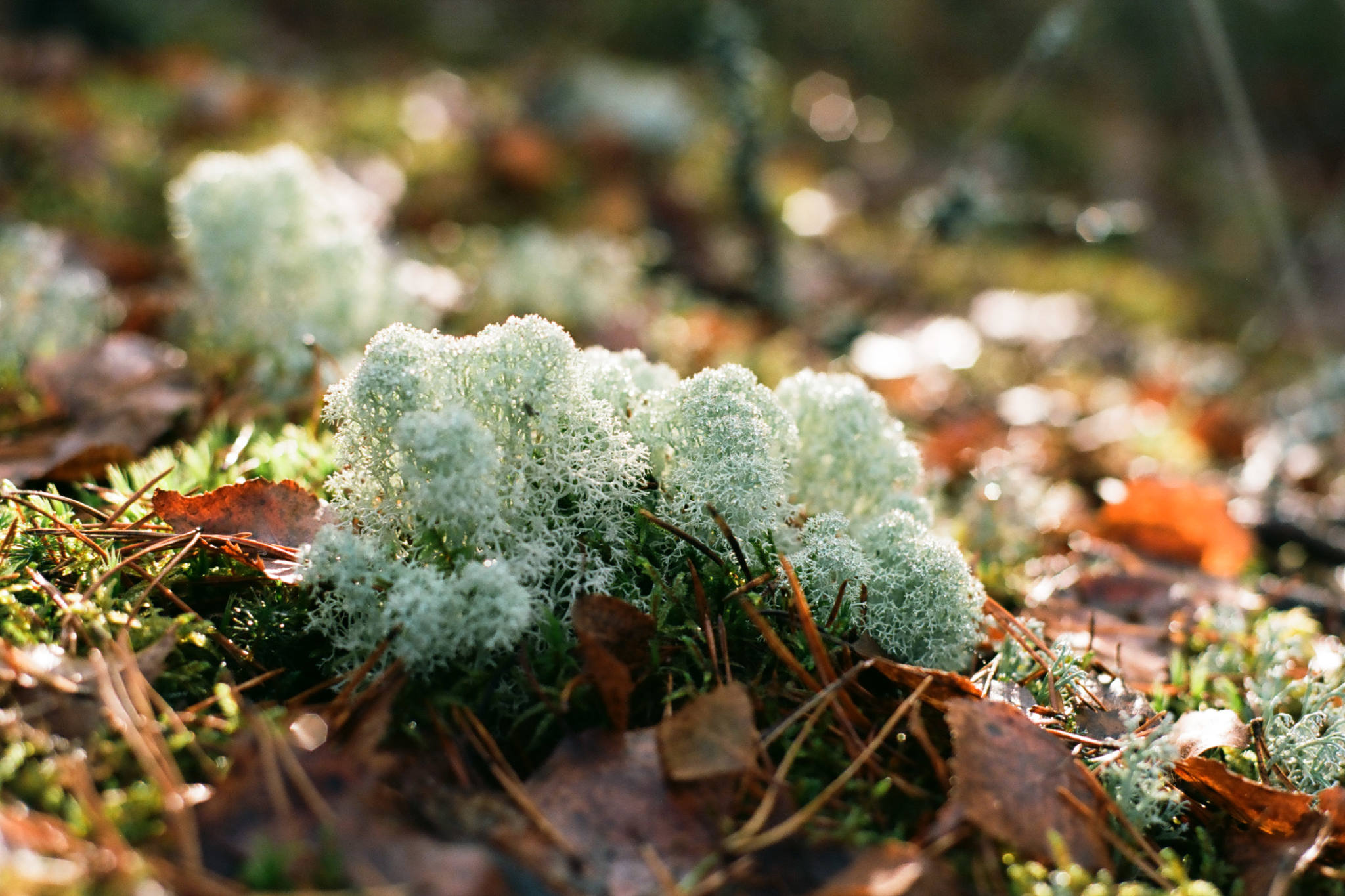 ©Prangli Travel. Diverse bog flora ©Prangli Travel. Diverse bog flora