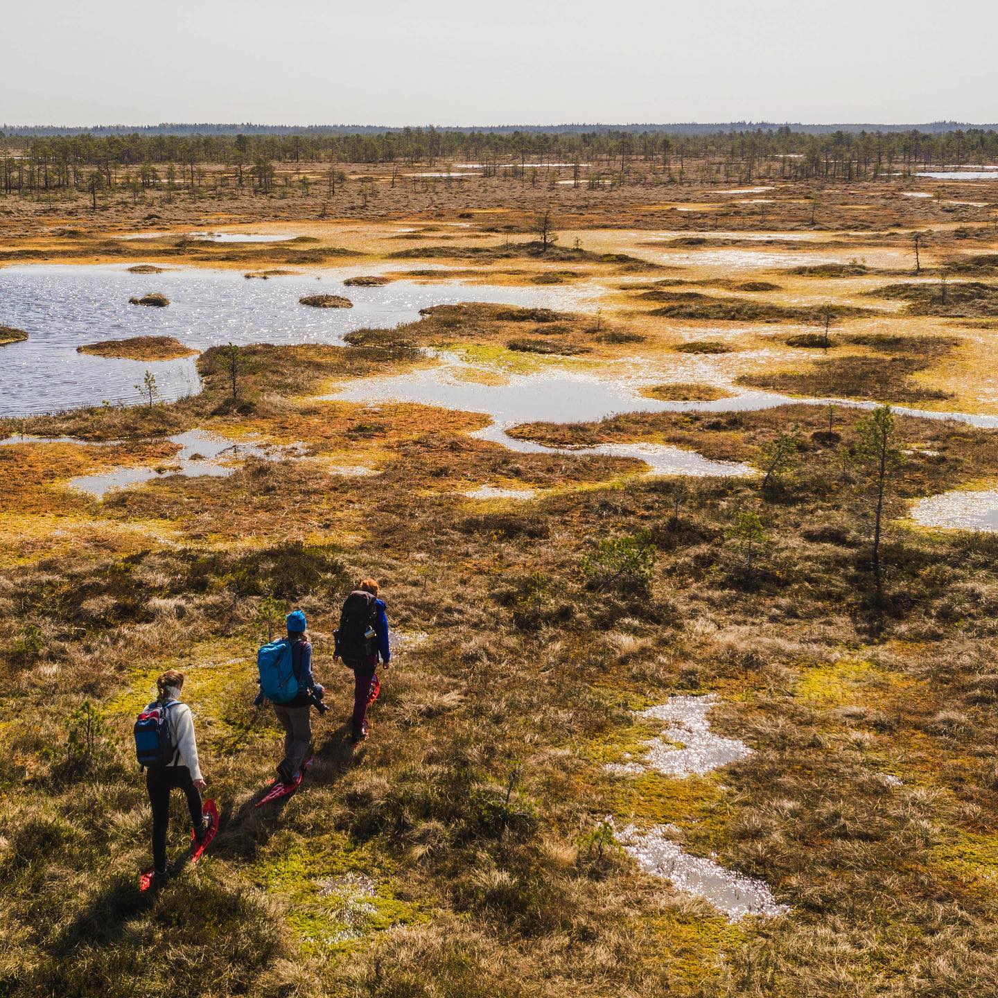 ©A. Teede. An active day out of Tallinn - bog-shoe hike! ©A. Teede. An active day out of Tallinn - bog-shoe hike!