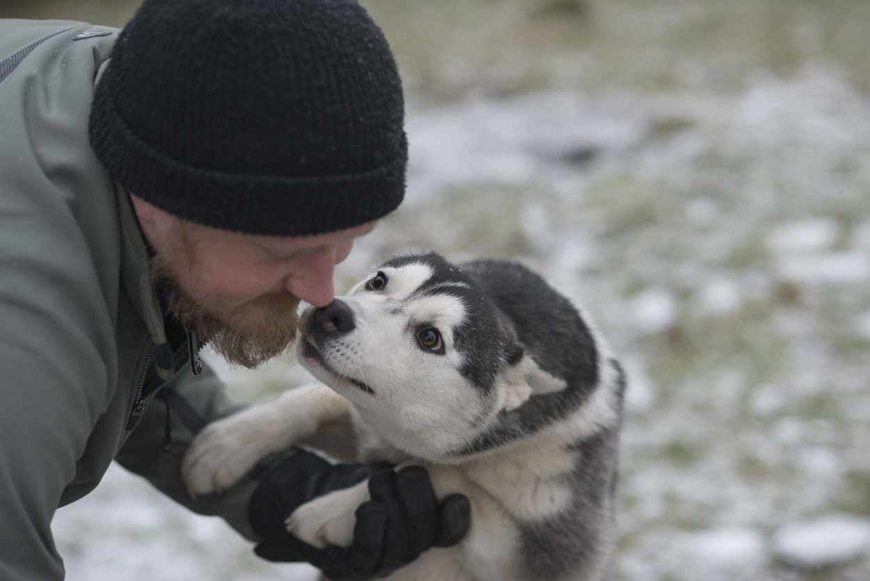 Hellerkantri husky. Autor Wilda Nilsson (8)