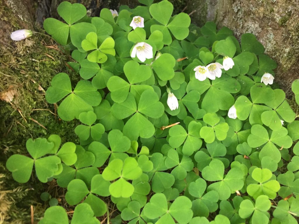 Find sorrel in Estonian nature on Day Trip to Lahemaa National Park