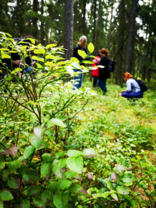 Pick blueberries from Estonian nature on Day Trip to Lahemaa National Park