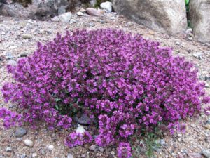 Breckland thyme can be found on Estonian islands - book a day tour to Prangli Island