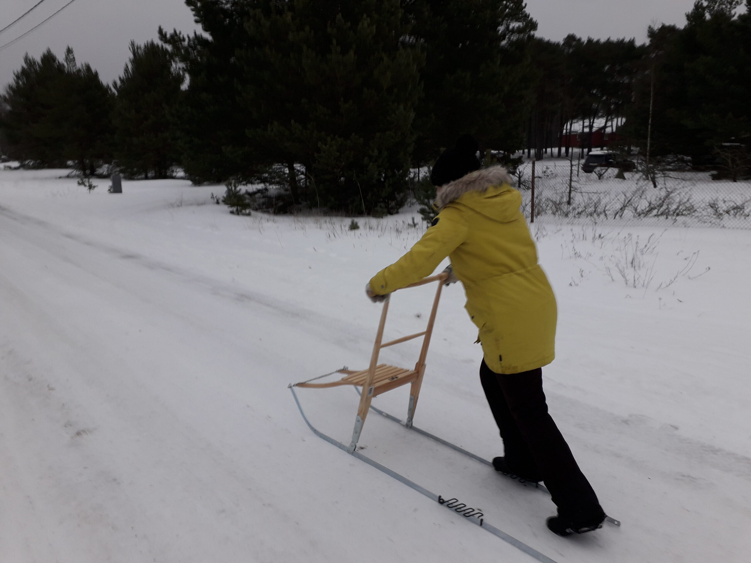 Winter activities in Estonia, pushing sledges on Prangli Island Pushing sledges are traditional sledges to move around on the islands in North Estonia in winter-time