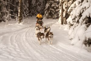 Small Lapland, Dog-Sledding in Kõrvemaa