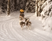 Small Lapland, Dog-Sledding in Kõrvemaa