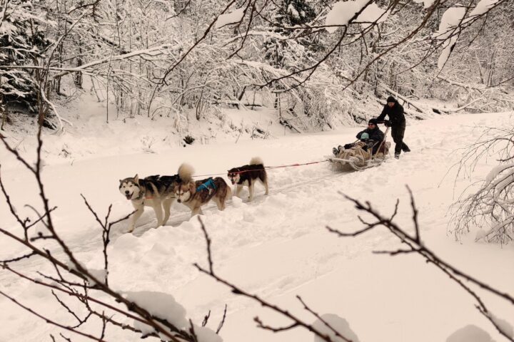 Dog Sledding with Alaskan Malamutes in Estonia
