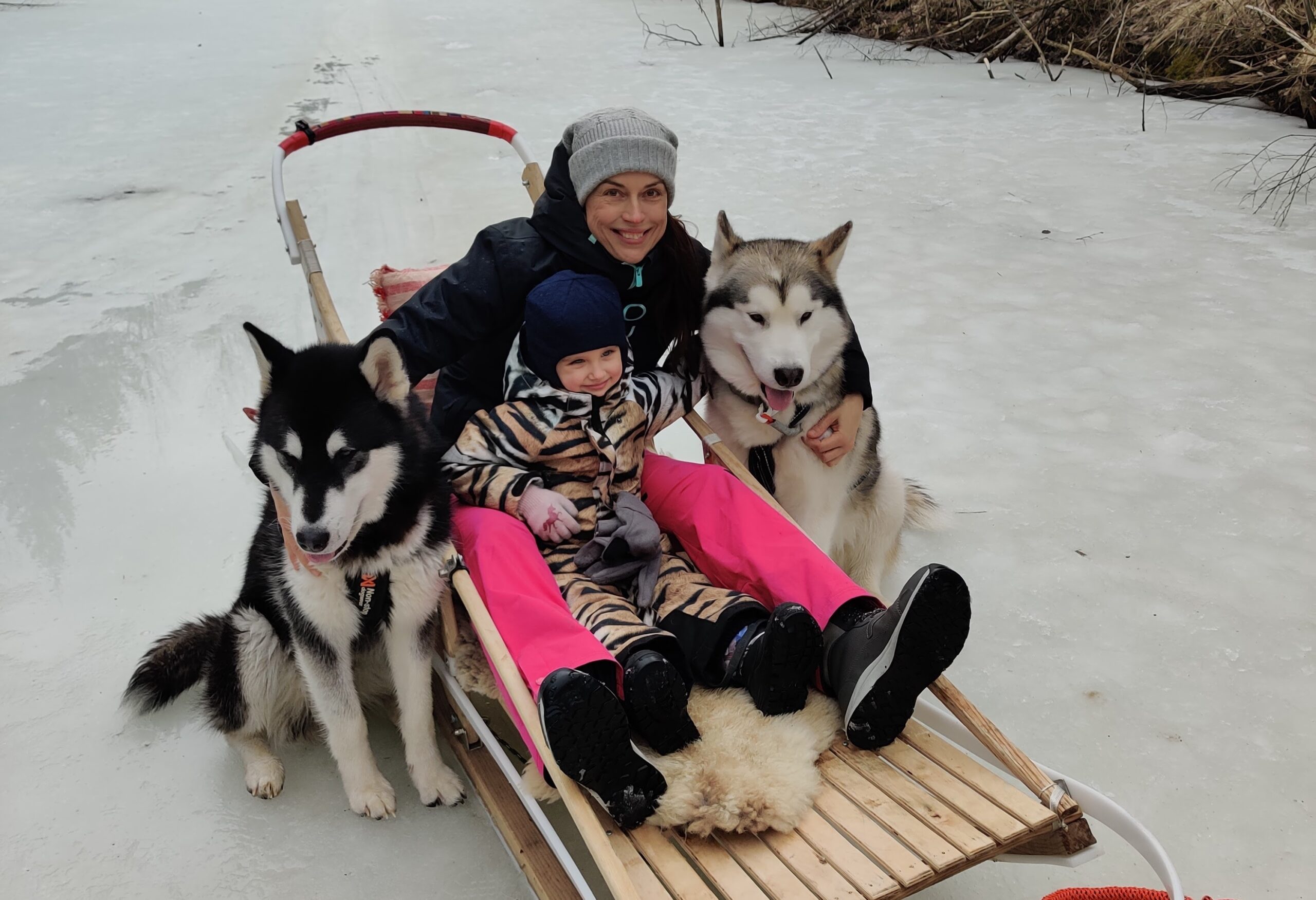 Hellerkantri husky. Autor Wilda Nilsson (8)