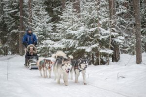 Dog-Sledding in Kõrvemaa, Estonia