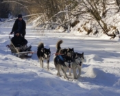 Dog-Sledding with Alaskan Malamutes