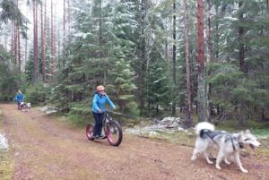 dog sledding with fat scooter