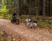 Dog-Sledding with Alaskan Malamutes