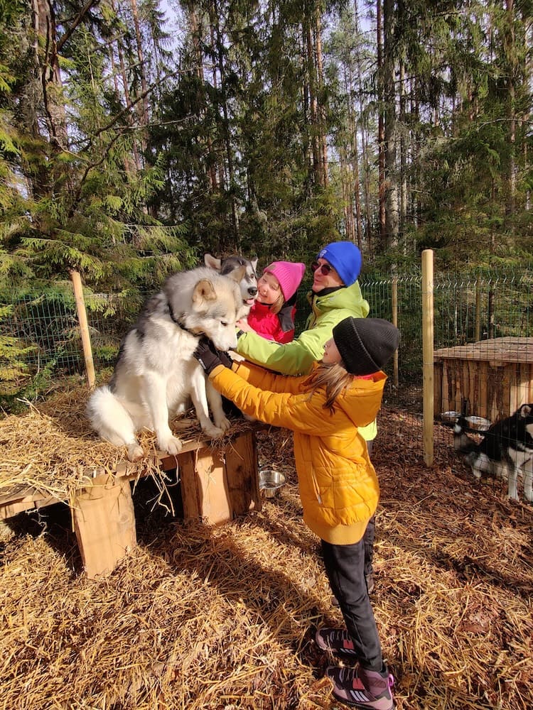 Small Lapland, Kõrvemaa, Dog-Farm  Small Lapland, Kõrvemaa, Dog-Farm