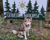 Dog-Sledding in Kõrvemaa, Small Lapland