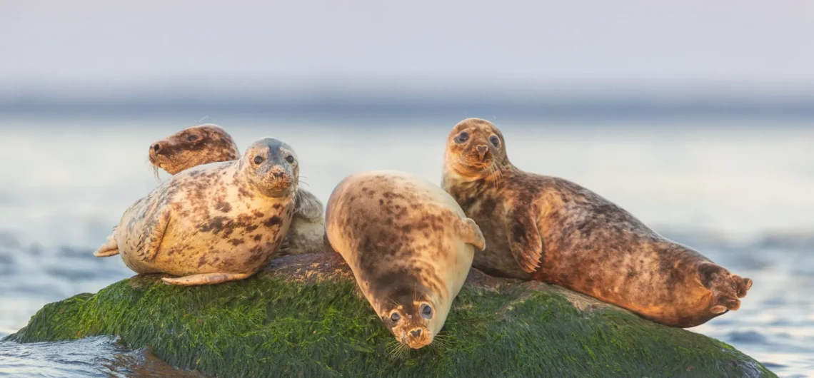 Grey seals resting on coastal rocks near Prangli Island