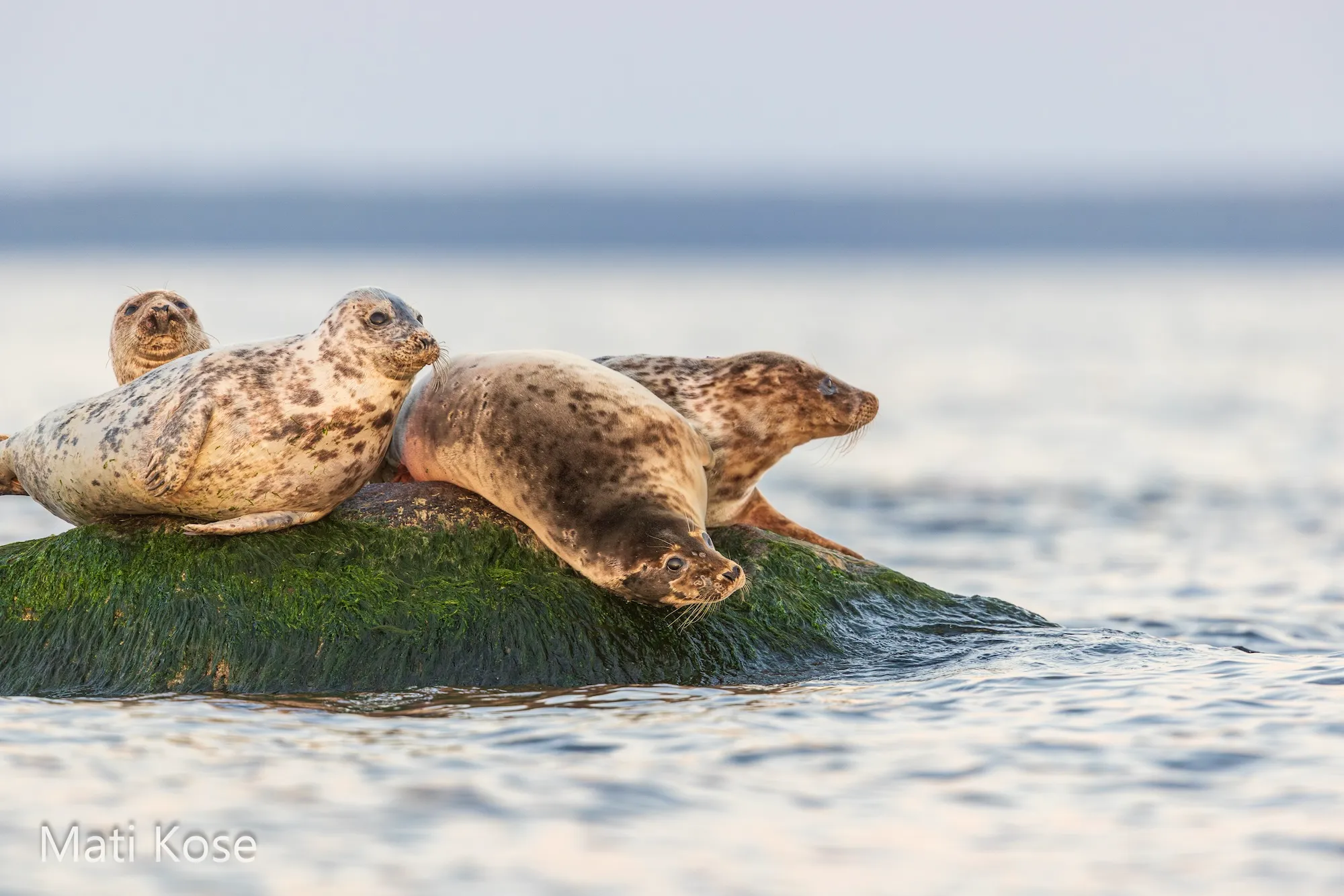 Grey seals resting on coastal rocks near Prangli Island