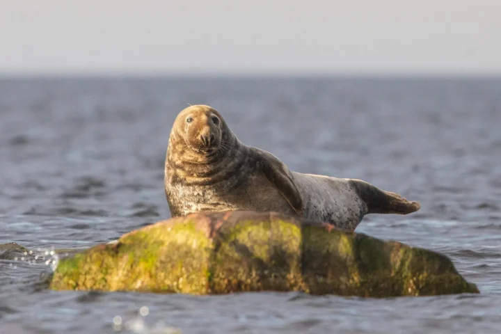 Grey seal resting on coastal rock.