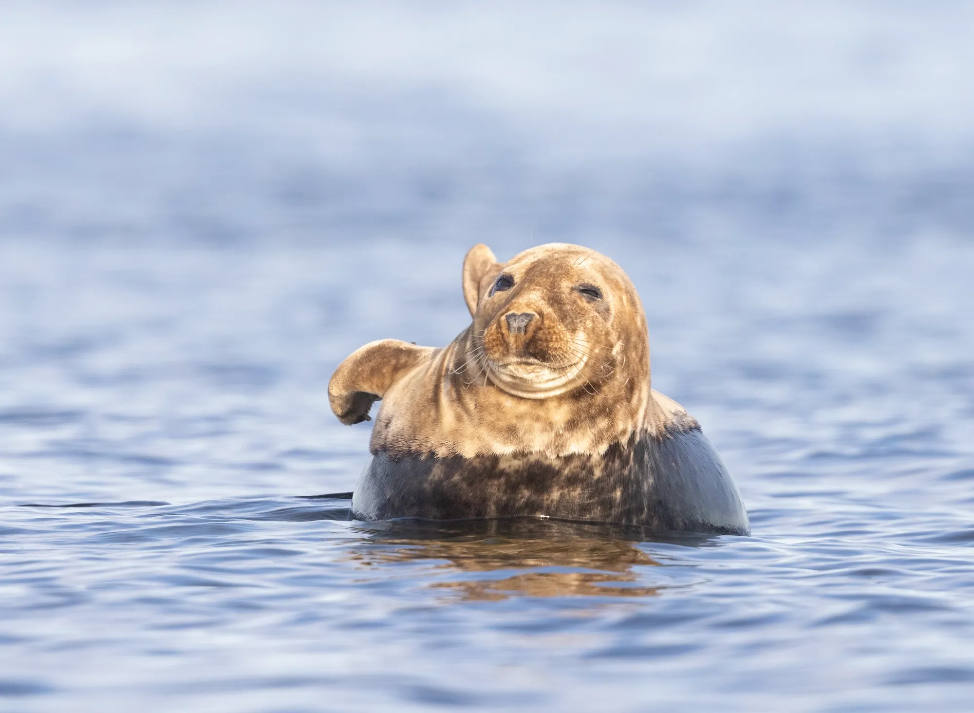 ©Mati Kose. Seals are usually very curious about the people who are visiting.