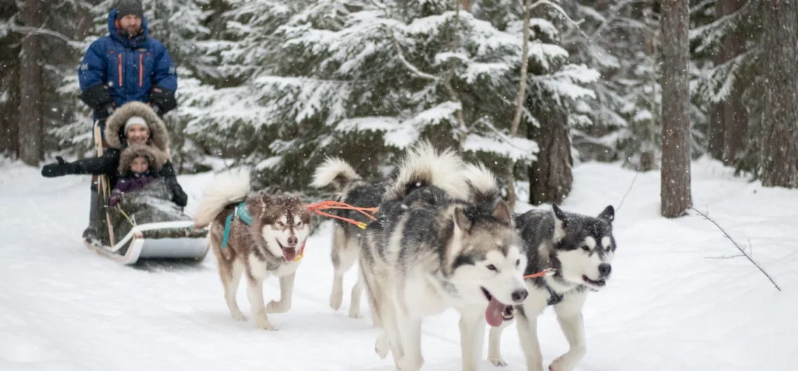 Husky dog sledding tour in snowy forest