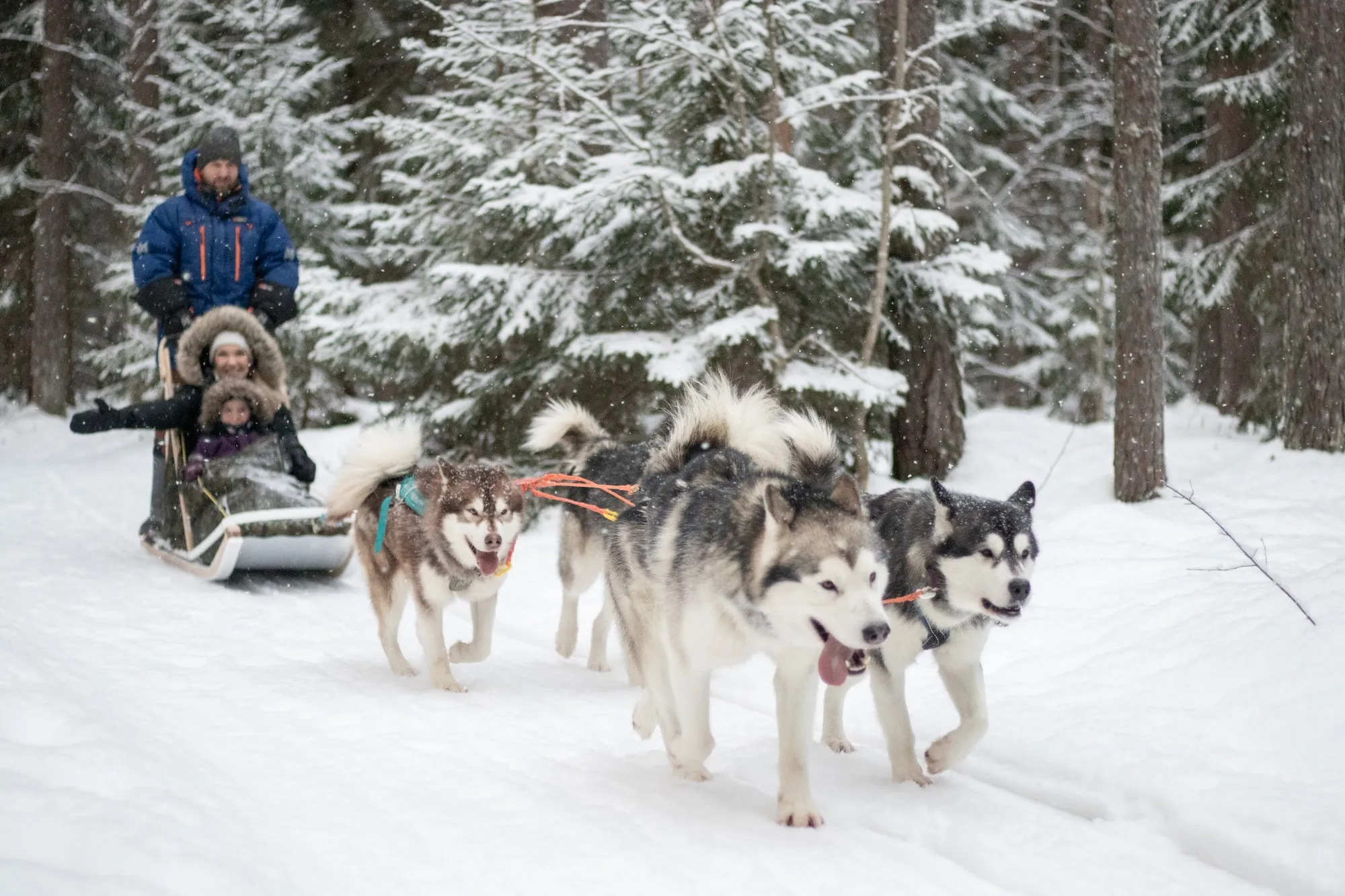 ©Small Lapland. The dog sleds are suitable for almost everyone.
