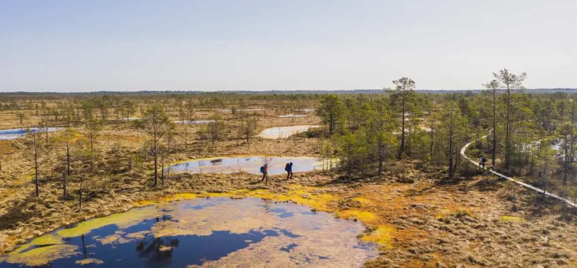 Alari Teede. Group hiking on boardwalk in Estonian bog.