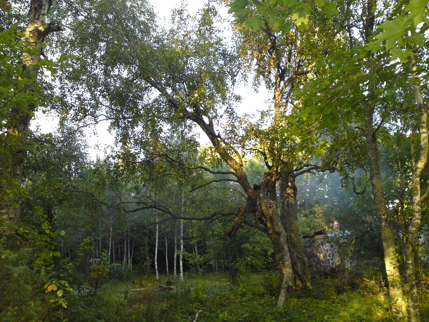 Warm summer sunset shining through trees and nature landscape during summer weather in Estonia.