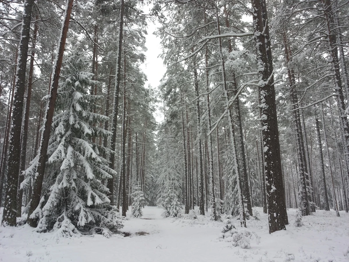 Snow-covered pine forest during cold winter weather in Estonia.