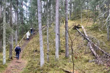 Hikers climbing wooden stairs on a forest hillside in Estonia
