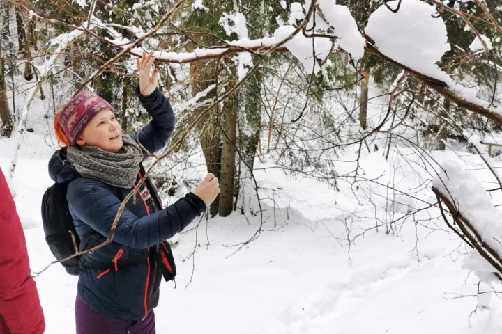 Guide showing winter forest plants to hikers during a snowy nature walk