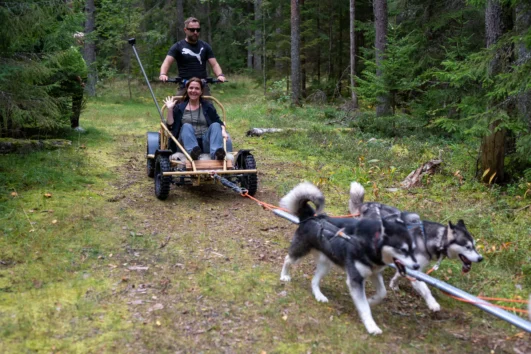 Husky cart ride in Estonian forest during autumn