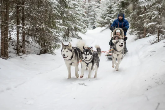 Husky sled with family riding through snowy forest path