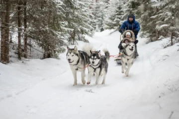 Husky sled with family riding through snowy forest path