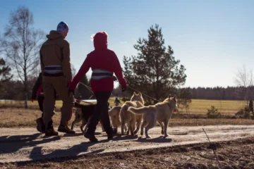 Group hiking with huskies on a canicross trail in Estonia