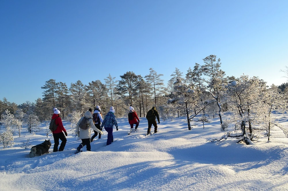 Group of hikers walking through a snowy Estonian bog on a sunny winter day with a husky joining the group