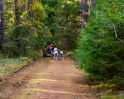 Dog-Sledding in Kõrvemaa, Estonia